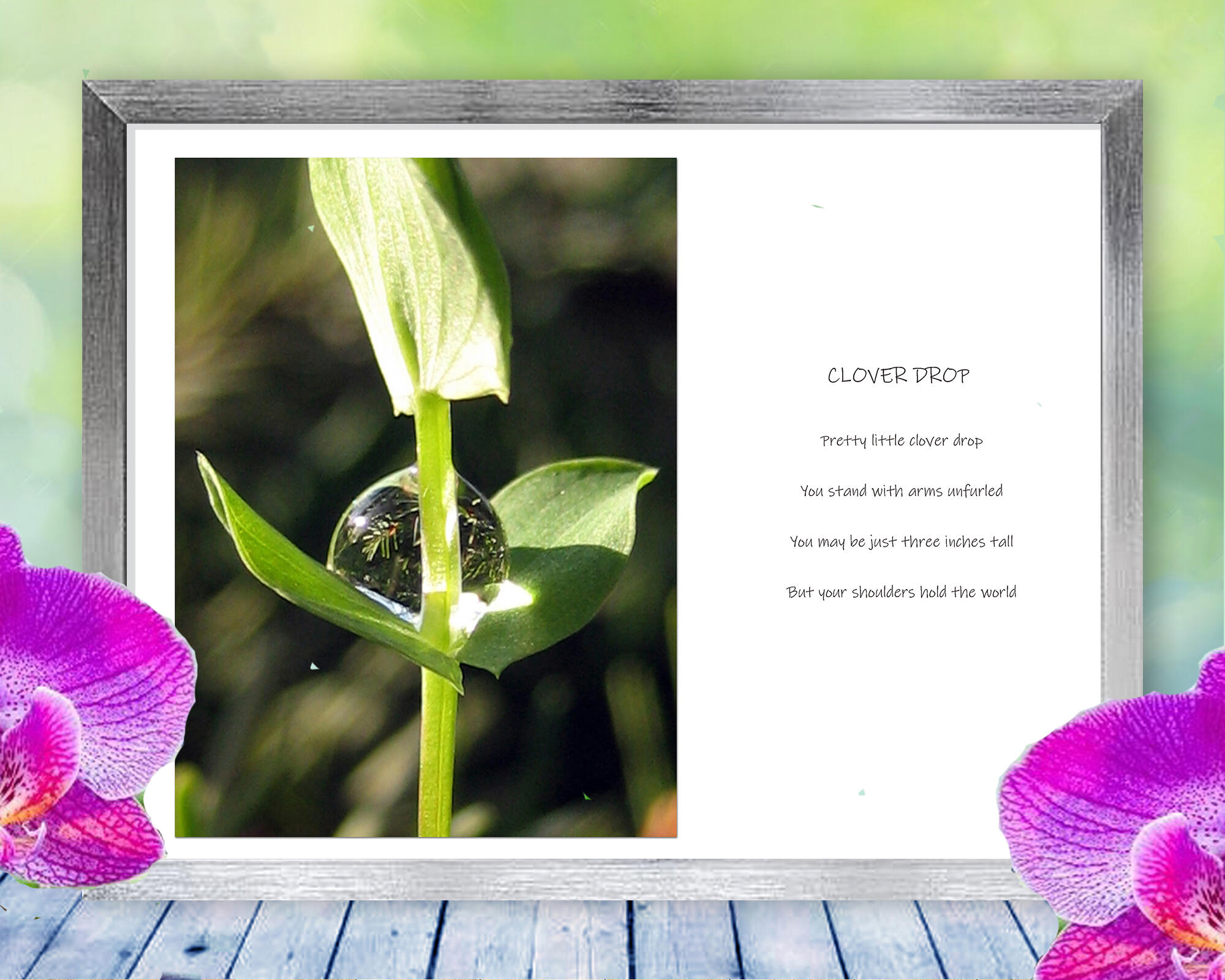 A tiny little clover holds a giant drop of dew, just like Atlas who held up the earth. Nature Photo with Poem - Clover Drop by The Poetry of Nature.