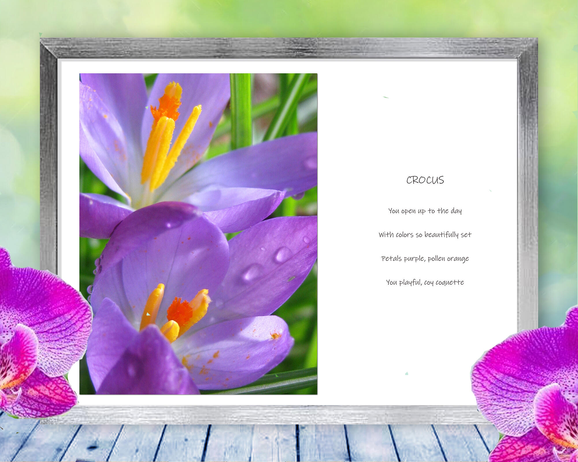 A dew covered crocus rejoices in the morning light in this beautiful, sensual, spring flower photo. Print with Poem-Crocus by The Poetry of Nature