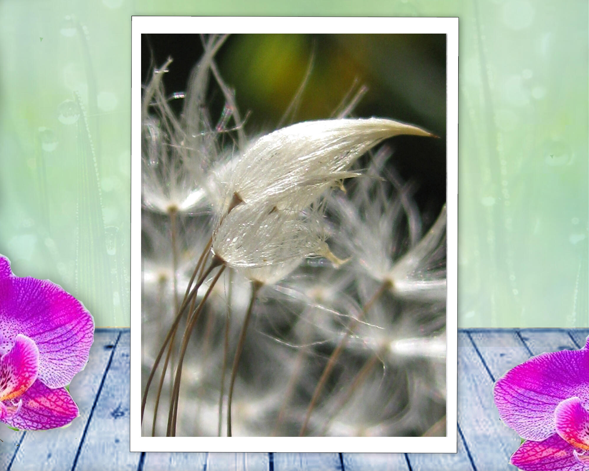 Dandelion seeds appear to embrace in this sexy, sensual, nature macro photo. Print with Poem by The Poetry of Nature