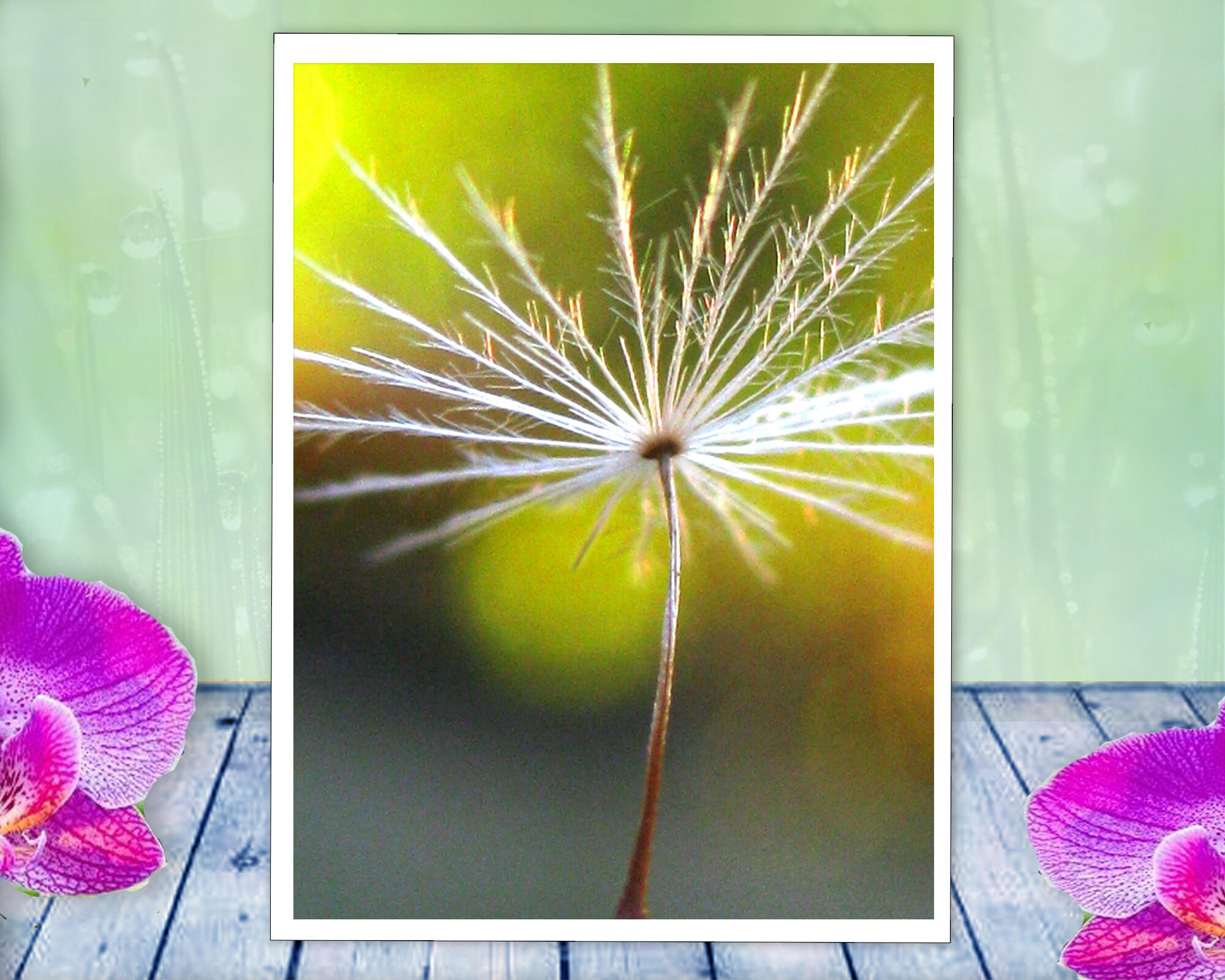 A single dandelion seed gets ready to fly in this peaceful, spiritual, photo with poem - New Soul by The Poetry of Nature