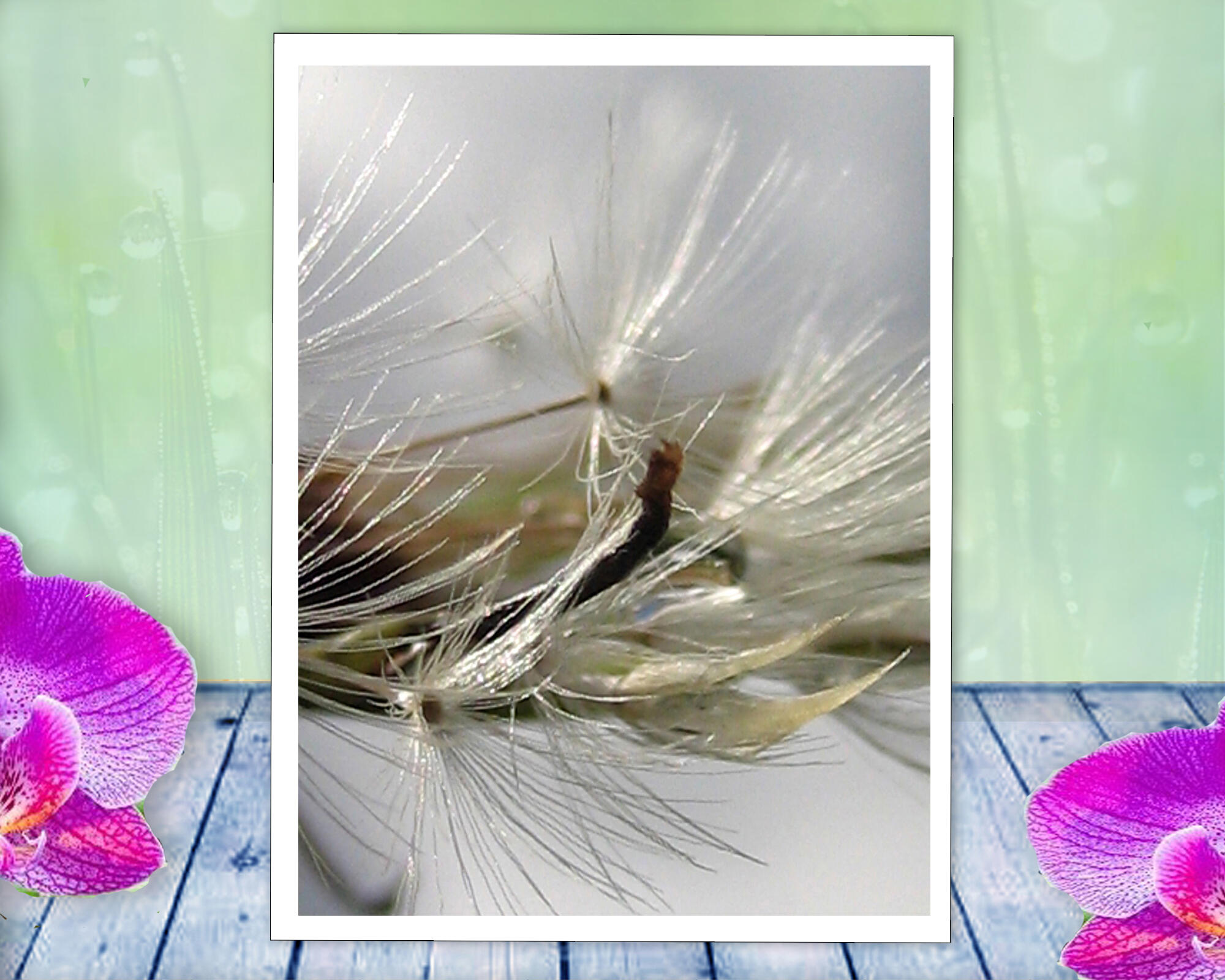 a silver dandelion poof shimmers in the sun, soft sensual nature photo with poem - Soft by The Poetry of Nature