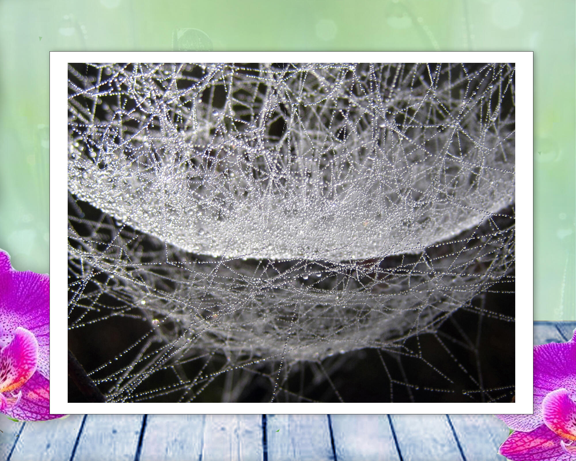 A dew covered spider web becomes a water hammock in this soothing, peaceful nature photo with Poem - Spider Hammock by The Poetry of NatureA dew covered spider web becomes a water hammock in this soothing, peaceful nature photo with Poem - Spider Hammock by The Poetry of Nature