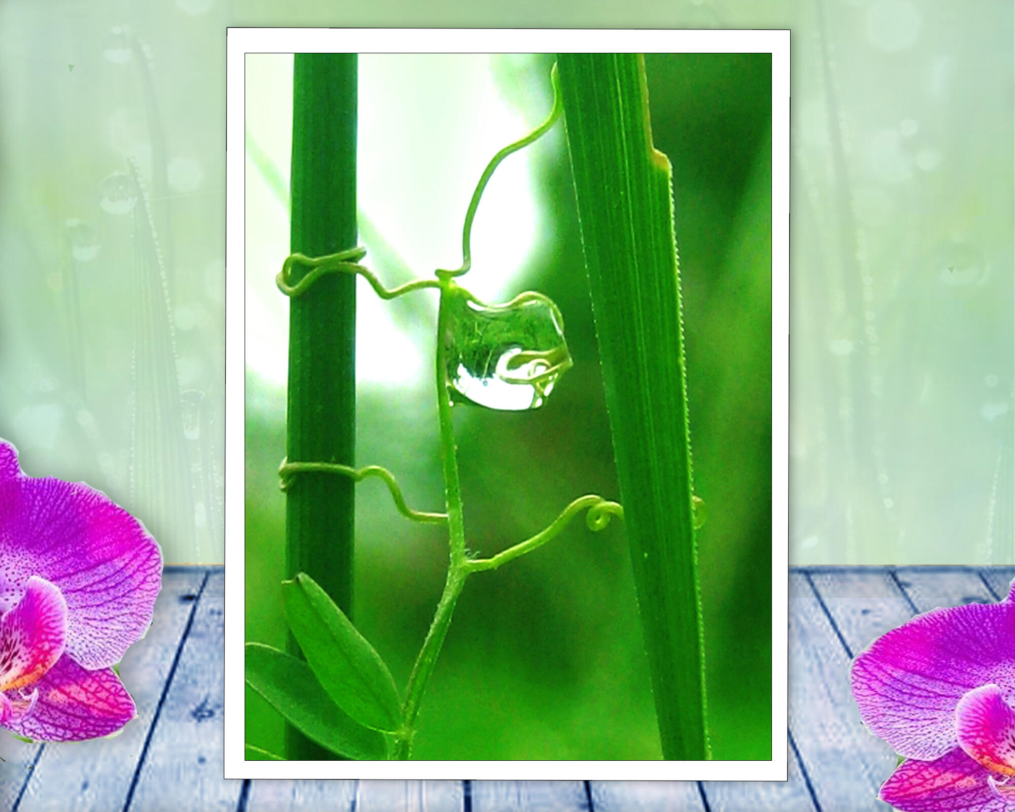 A twisted tendril vine resembles The Fool from Tarot in this peaceful, soothing, nature spirit story. Print with poem.-The Fool by The Poetry of Nature
