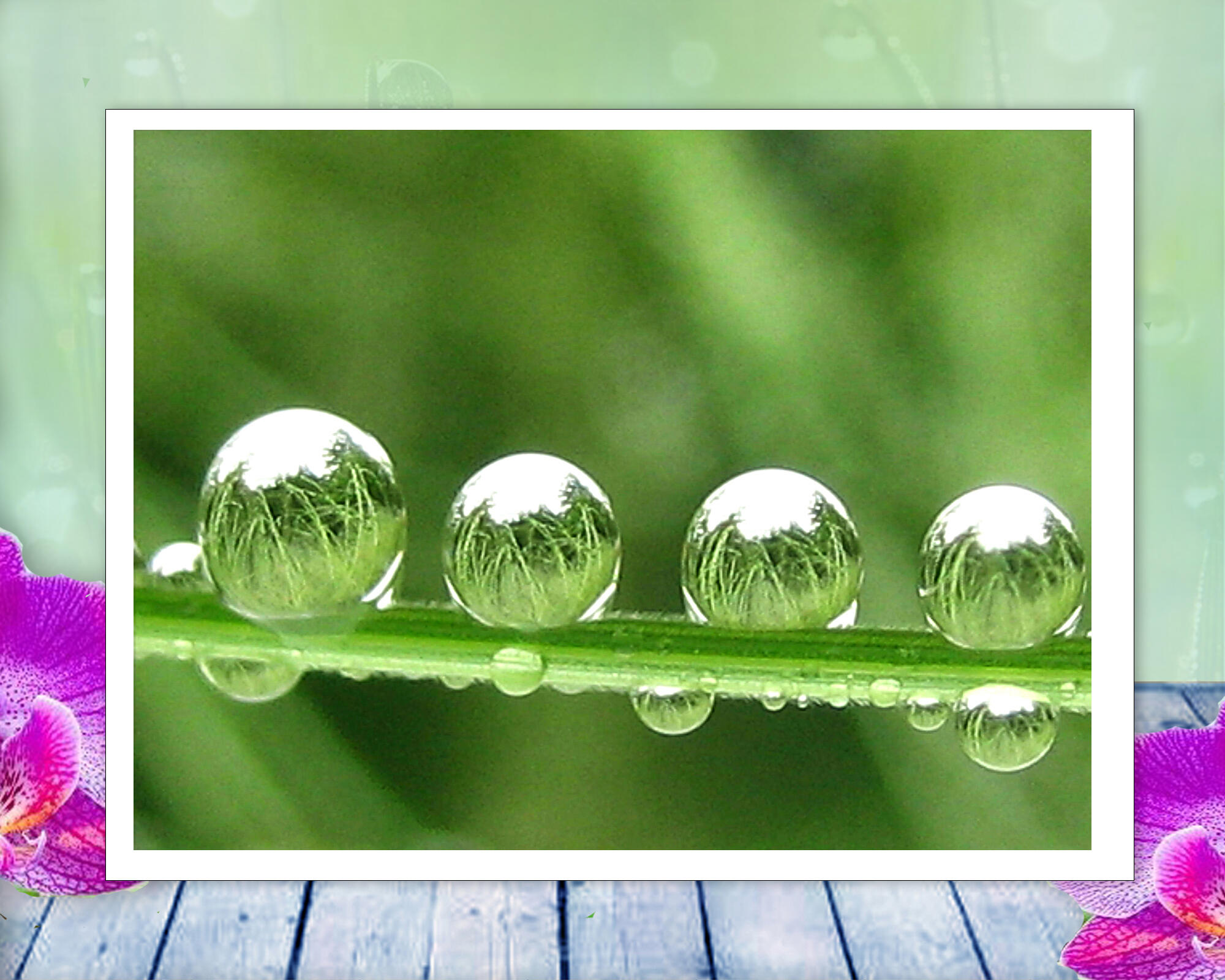 Four drops of water rest on a blade of grass reflecting the world around them, in this beautiful, peaceful, nature photo with poem-Water Parks by The Poetry of Nature