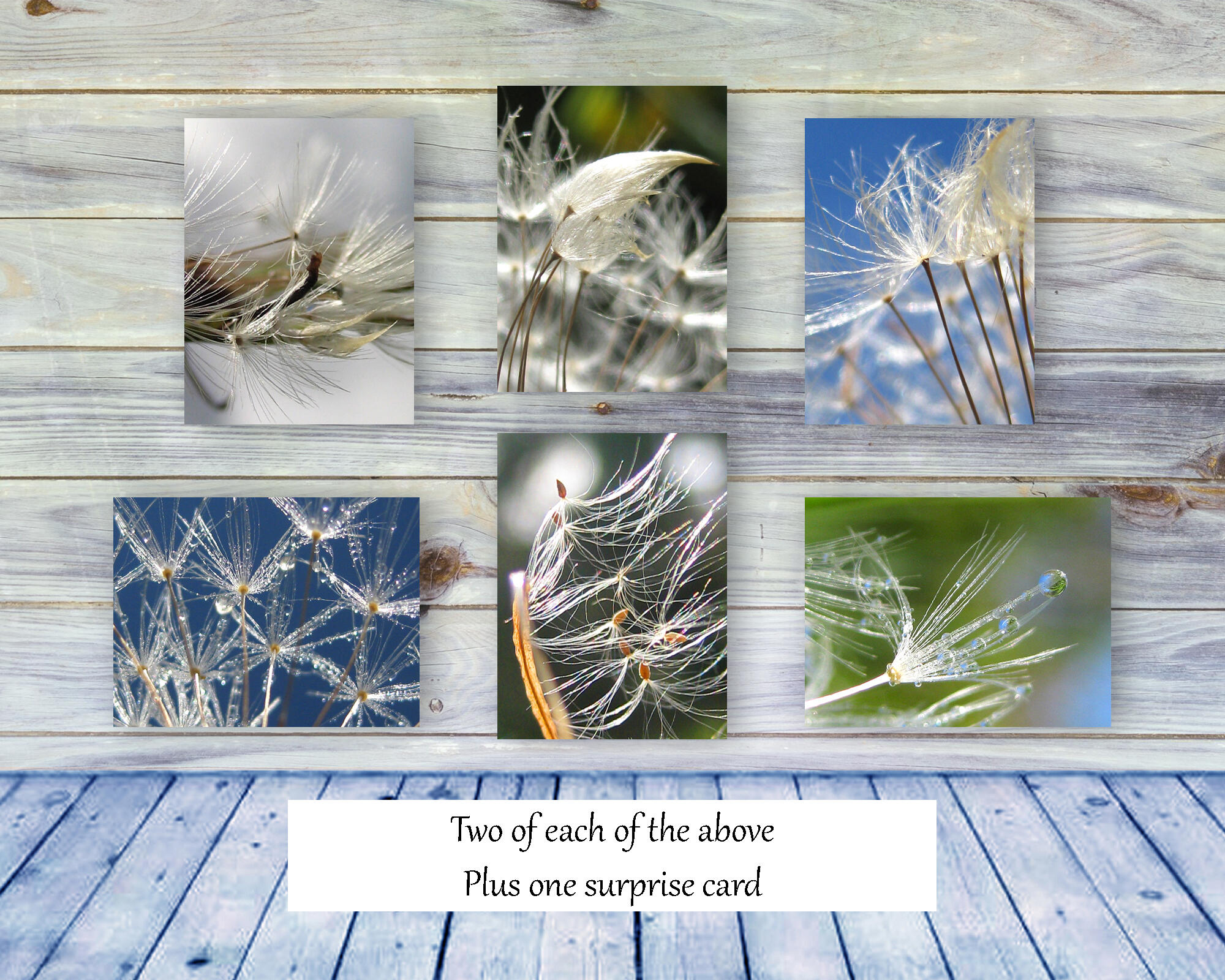 Dandelions II - Colorful, botanical, greeting card collection by The Poetry of Nature, Stories in nature photo cards with poems. Boxed Set Baker's Dozen
