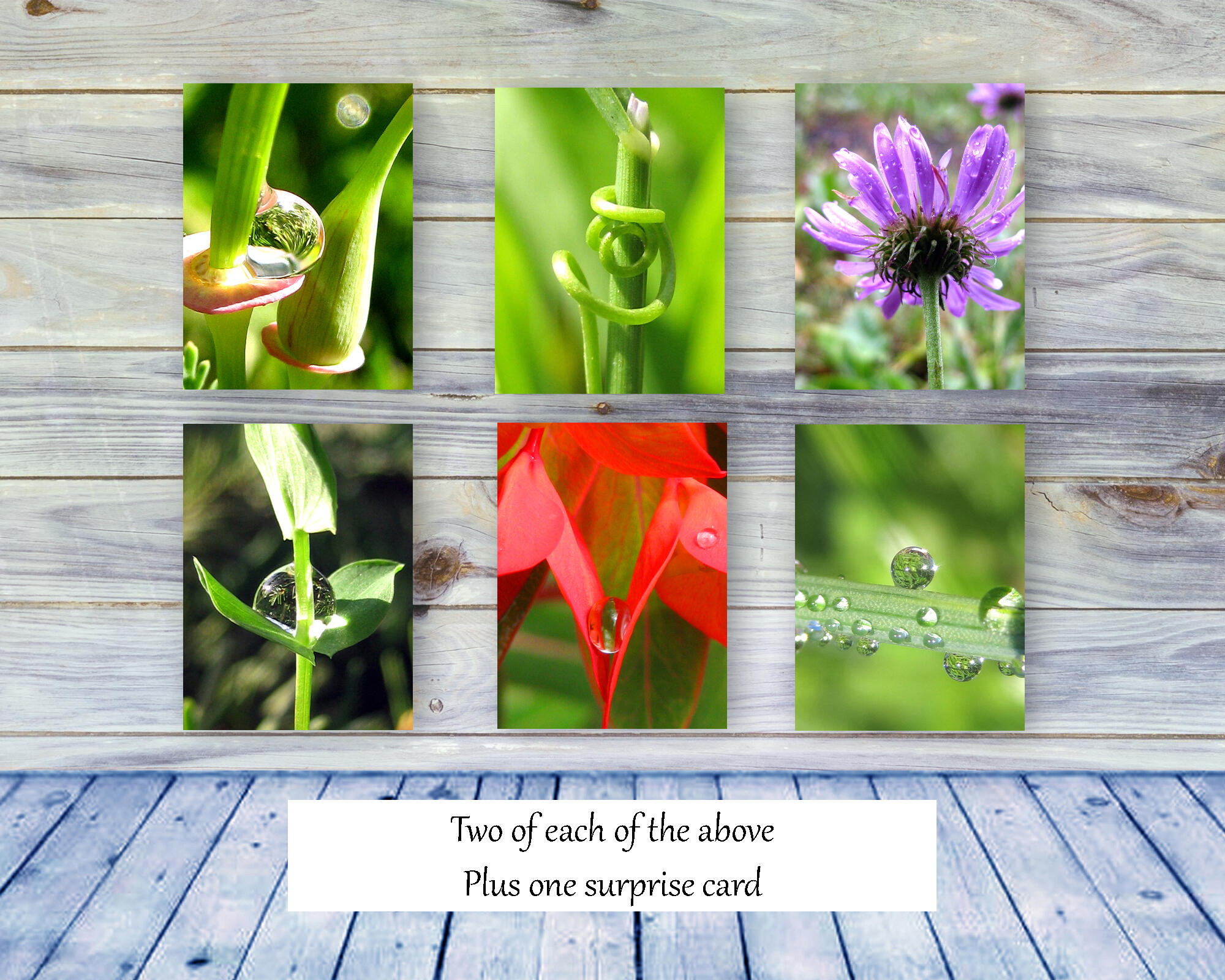 The Poetry of nature I - Colorful, botanical, greeting card collection by The Poetry of Nature, Stories in nature photo cards with poems. Boxed Set Baker's Dozen