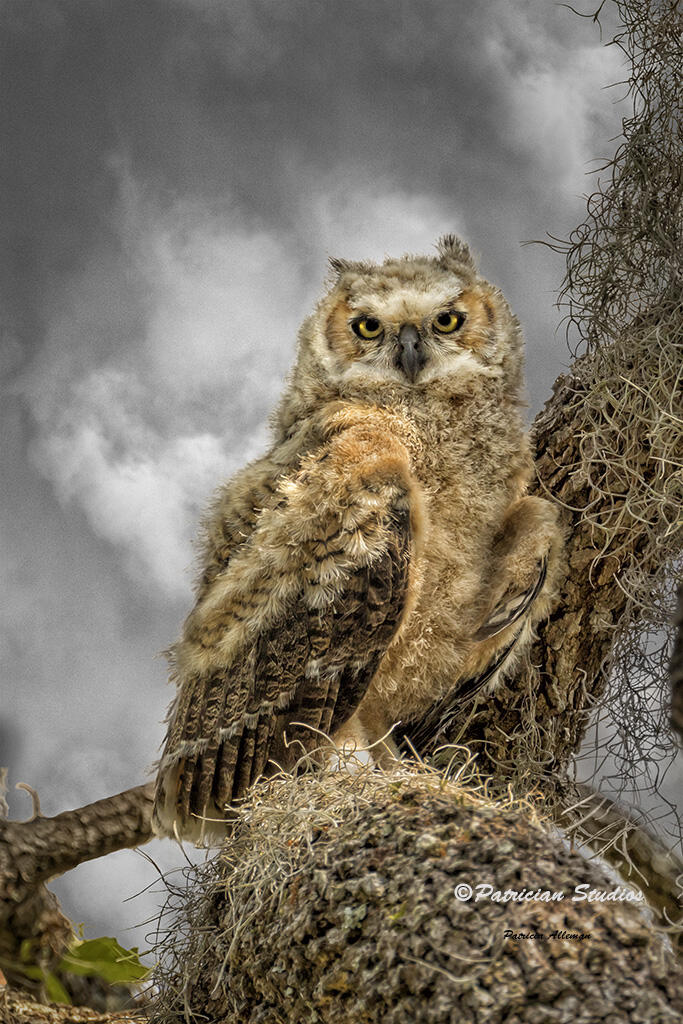 Great Horned Owl Chick, Juvenile