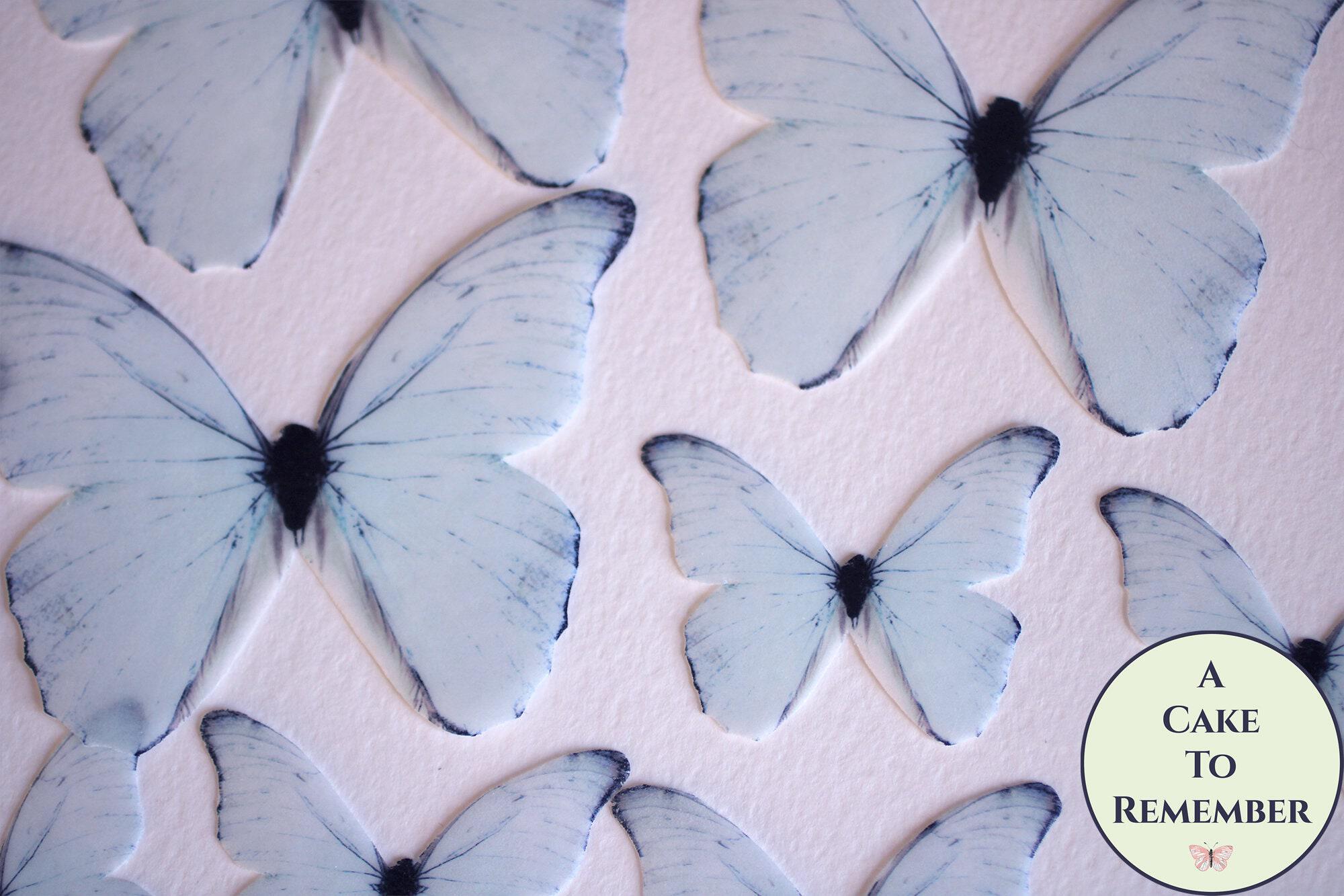 Rice Paper Butterflies  Blue morpho butterfly, Butterfly, Insect art