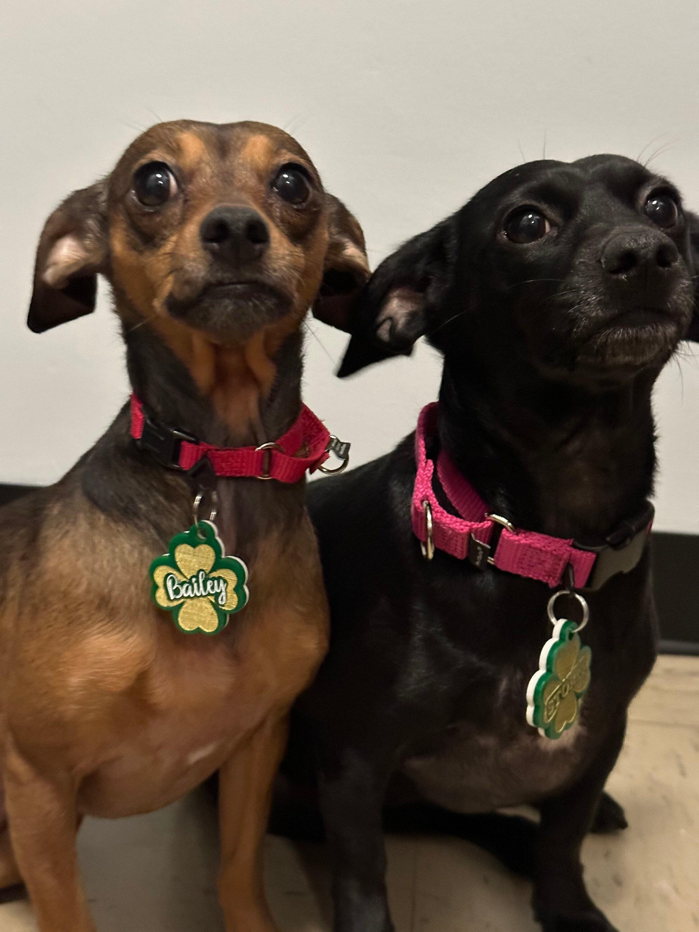 Four leaf clover top dog tag