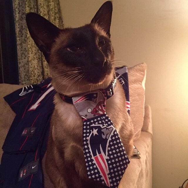 Patriots 2024 cat collar