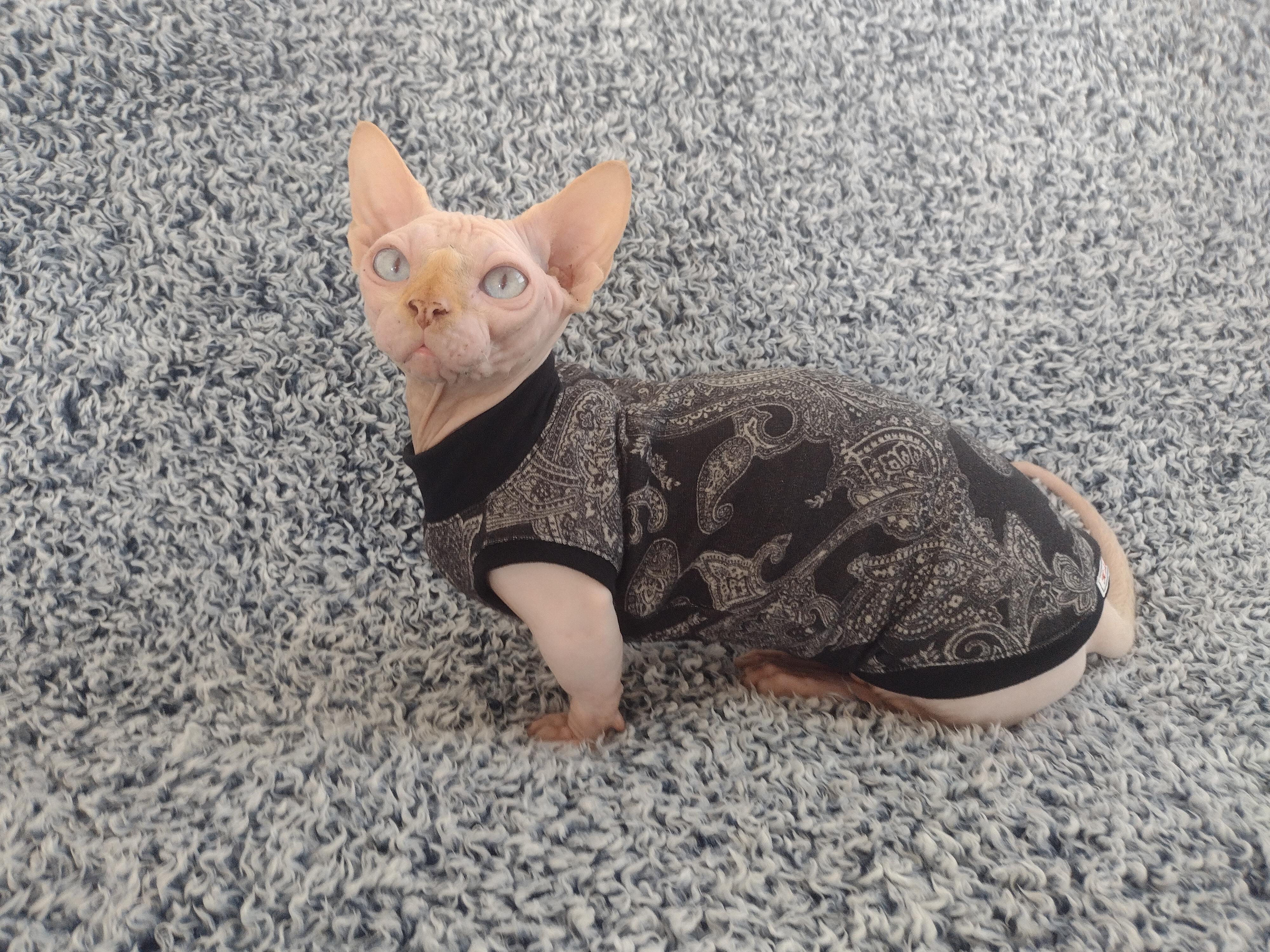 Cat Sweater Sphynx Sweater Cat Clothes Sphynx Clothes 