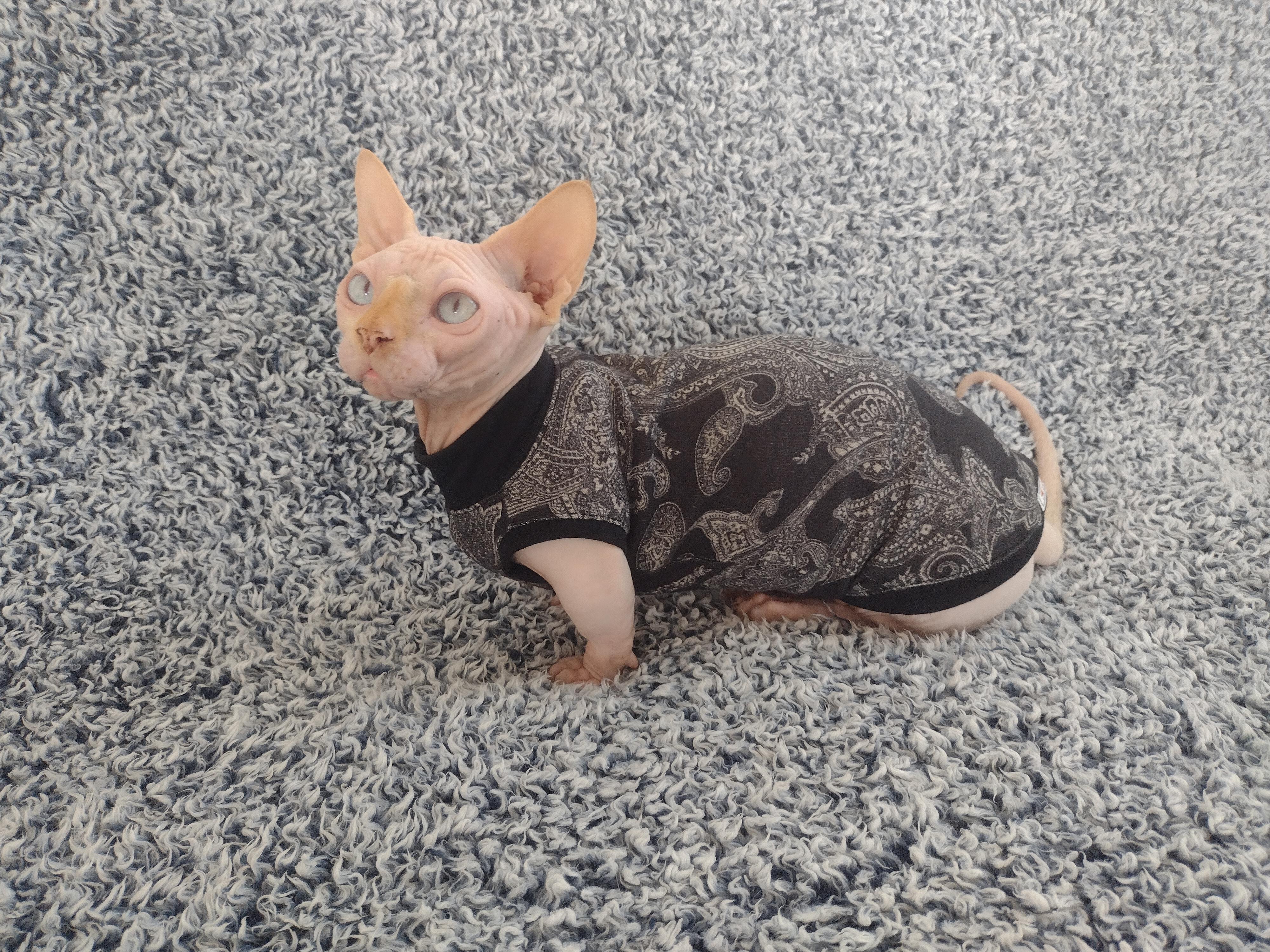 Cat Clothes Sphynx Clothes Sphynx Sweater Cat Sweater 
