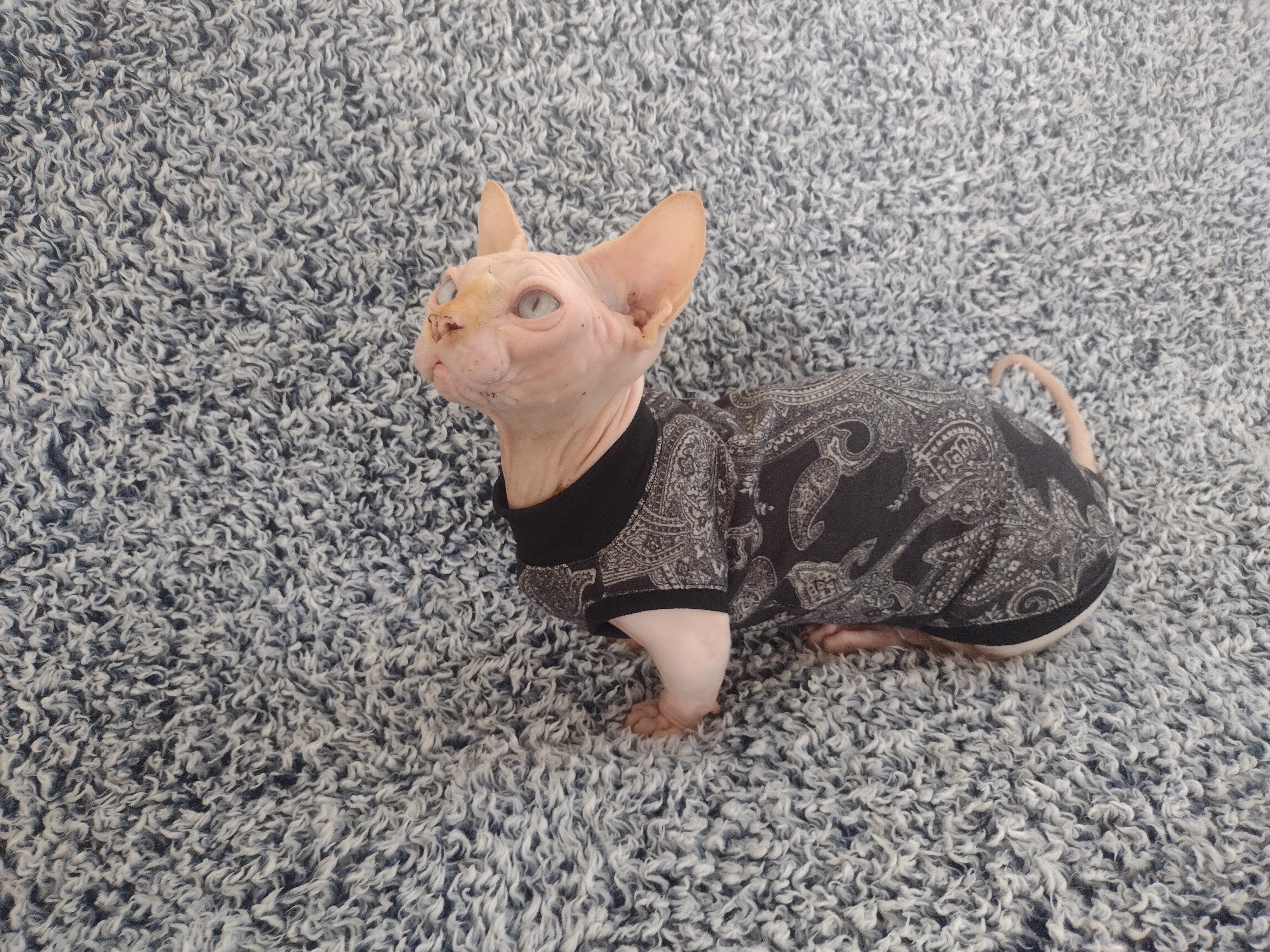 Sweaters for Cats | Hairless Cats Wearing Sweaters, Sweater with Kittens