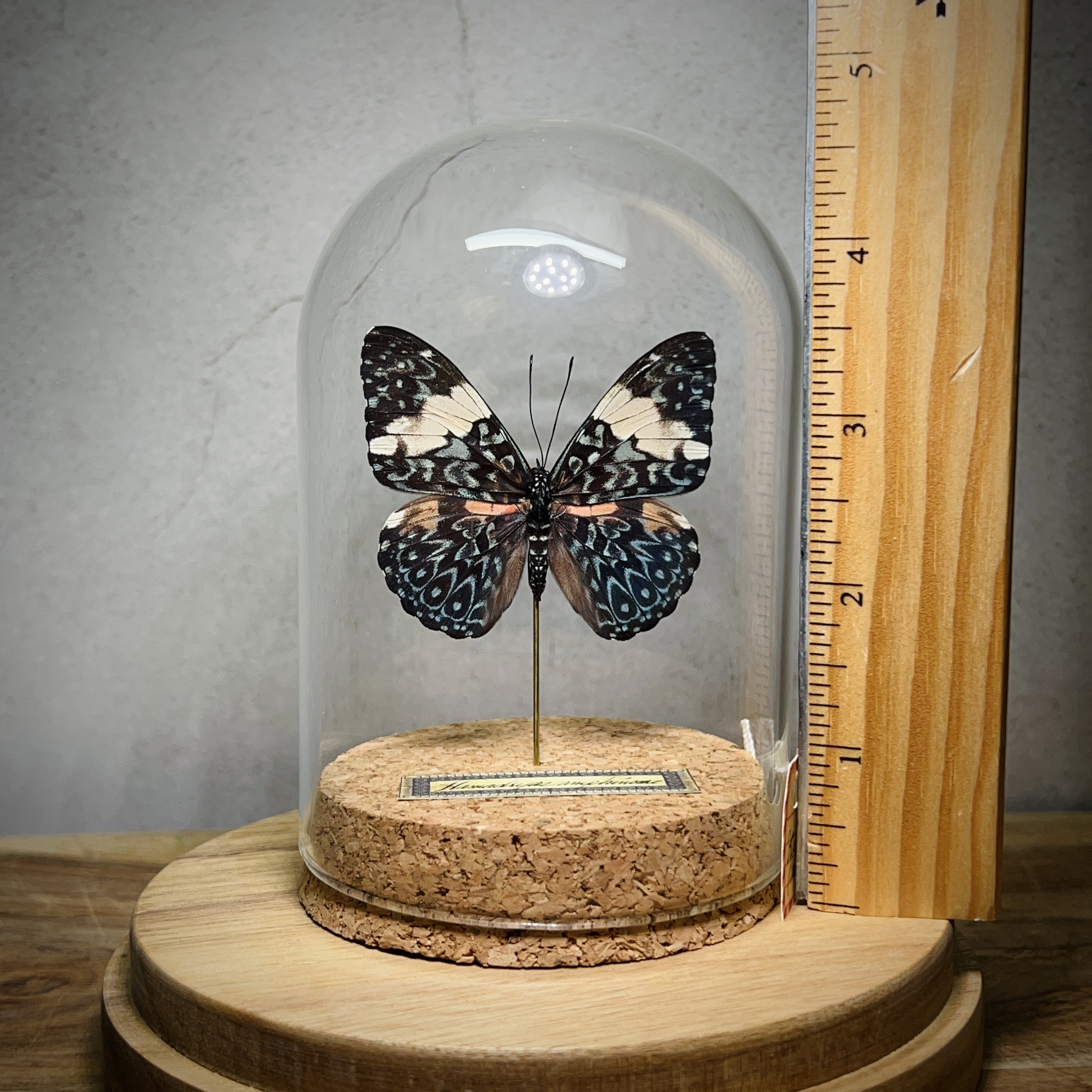 Vintage Real Butterfly factory Glass Dome Display 4 Rare Taxidermy Collectors Species