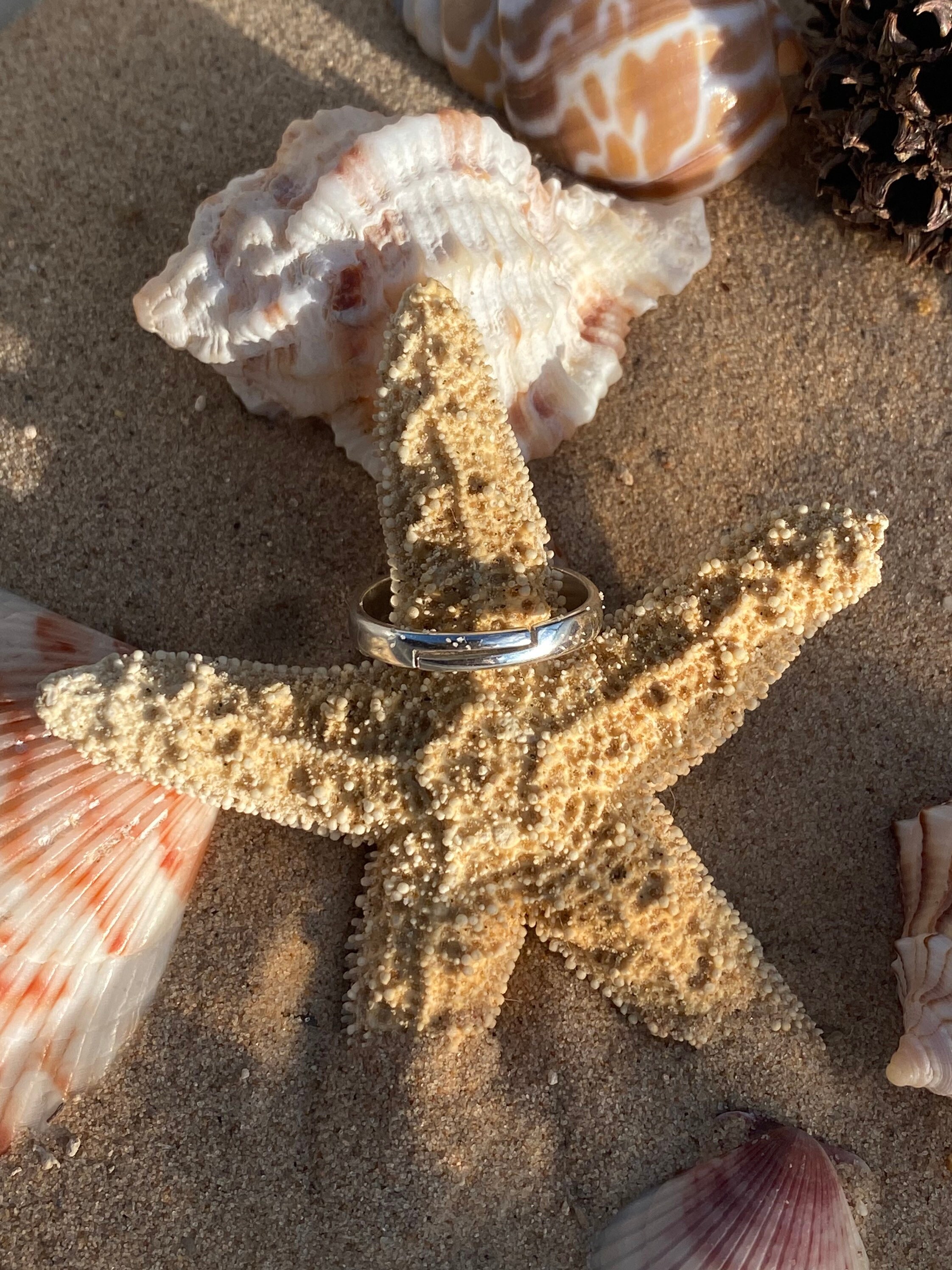 Pink/Yellow/Orange Hawaiian Sunrise Scallop Seashell