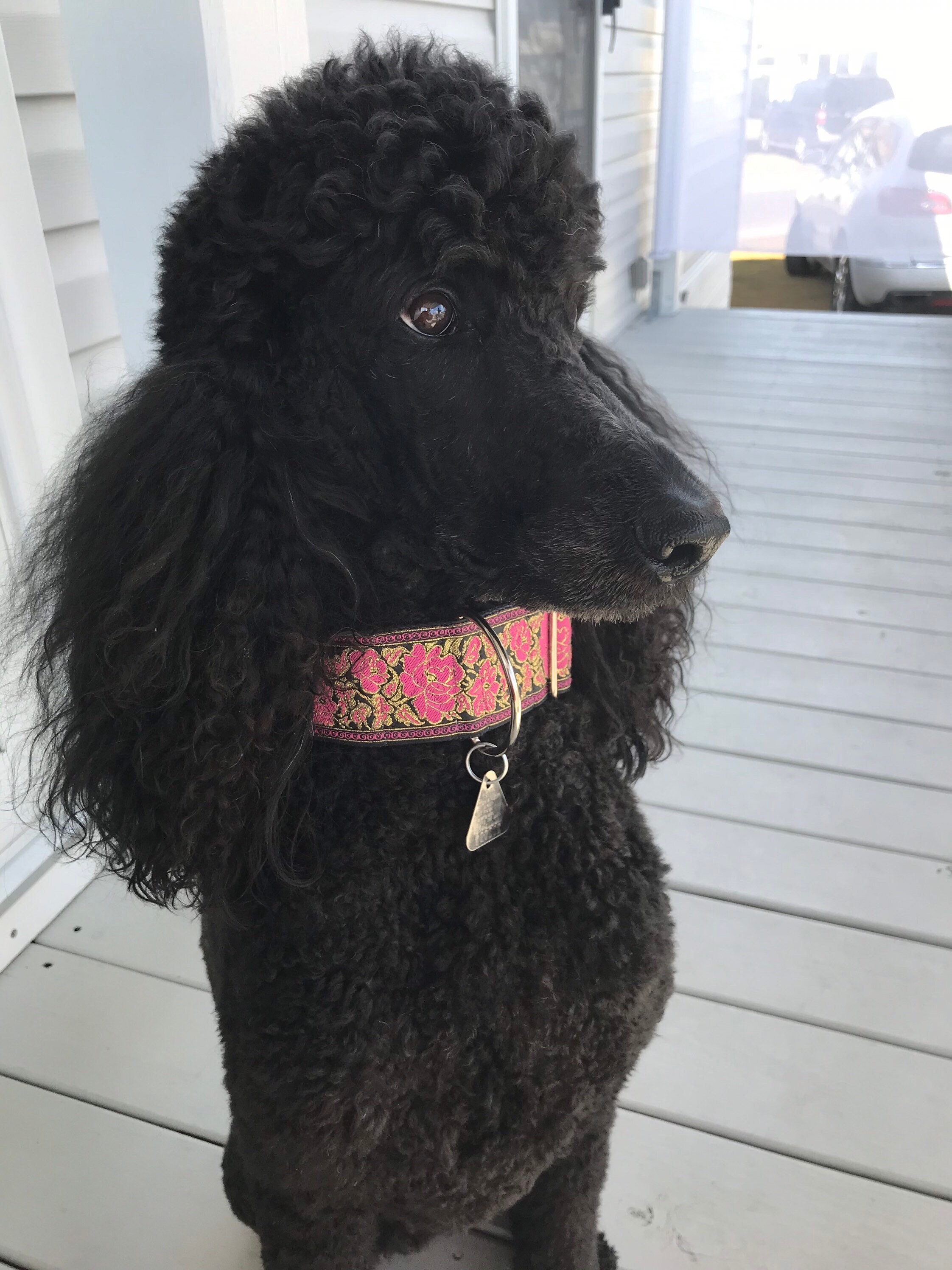 Satin poodle hot sale collars