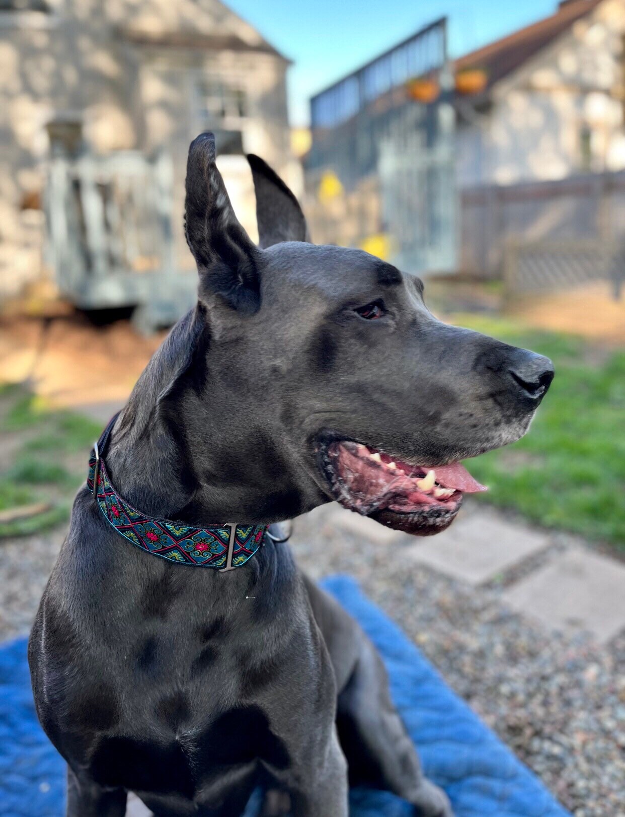 Stained Glass 2 Inch Wide Martingale Buckle Martingale or Chain Martingale Dog Collar for Large or Giant Breed Dogs. Satin Lined