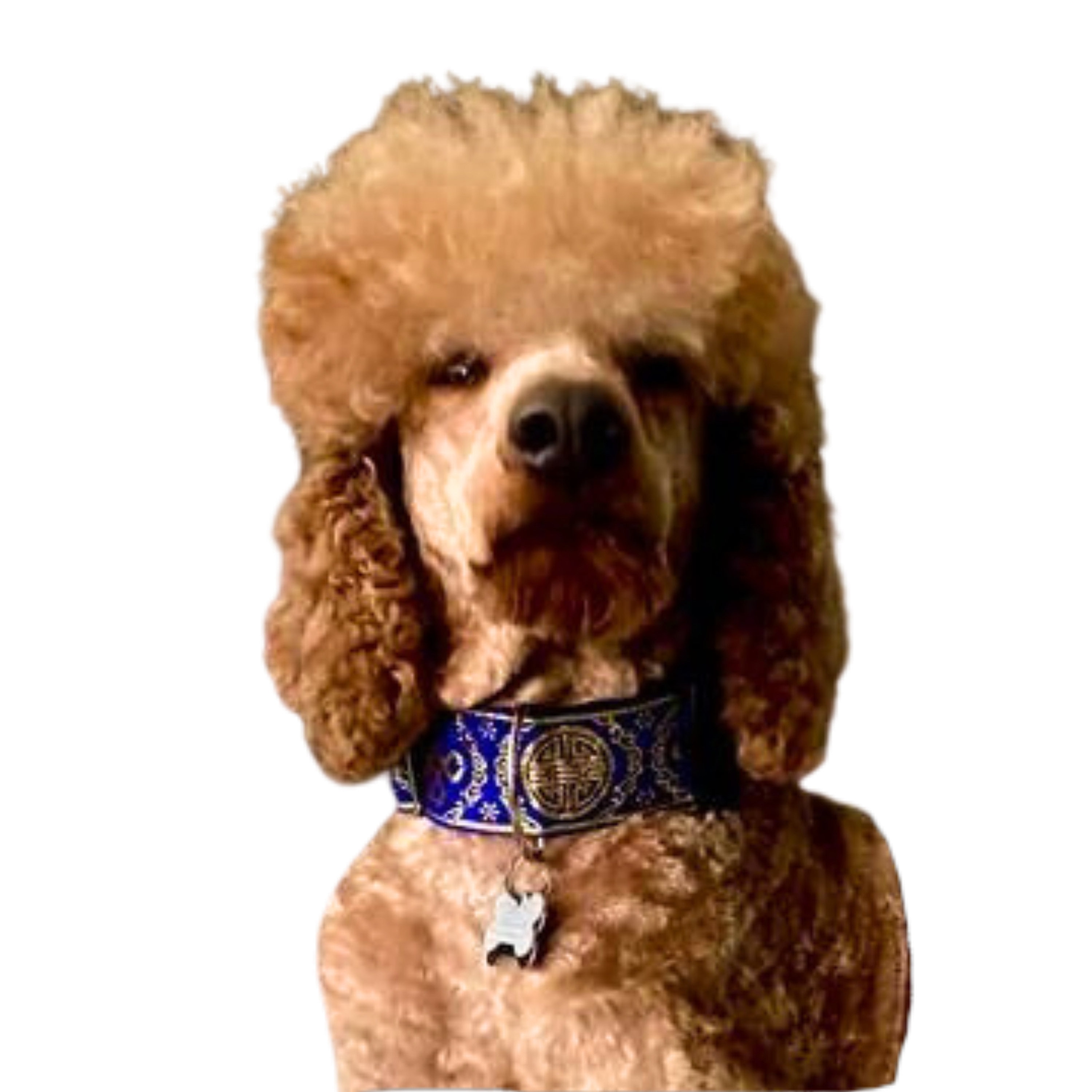 Satin 2024 poodle collars