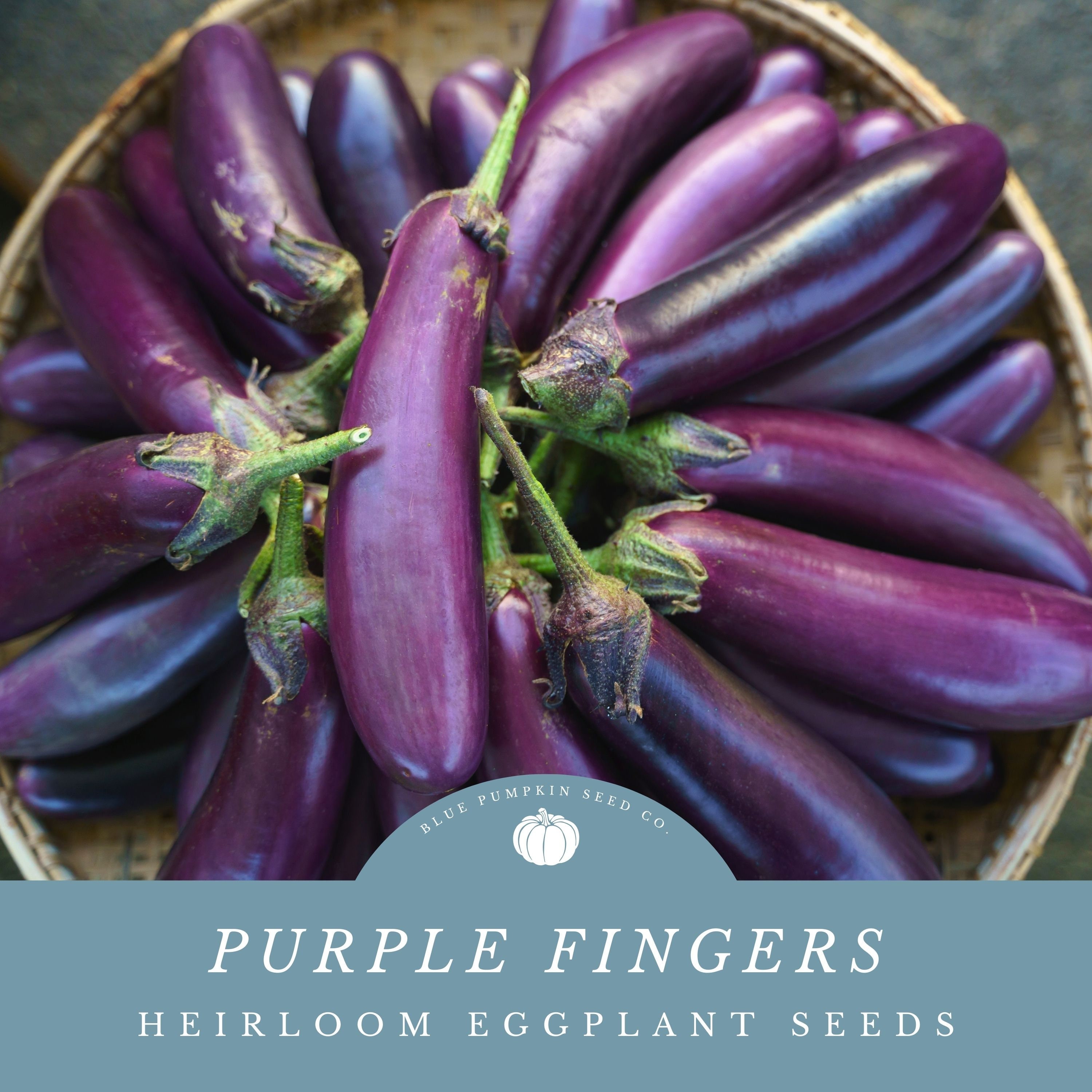 Purple Fingers Eggplant seeds