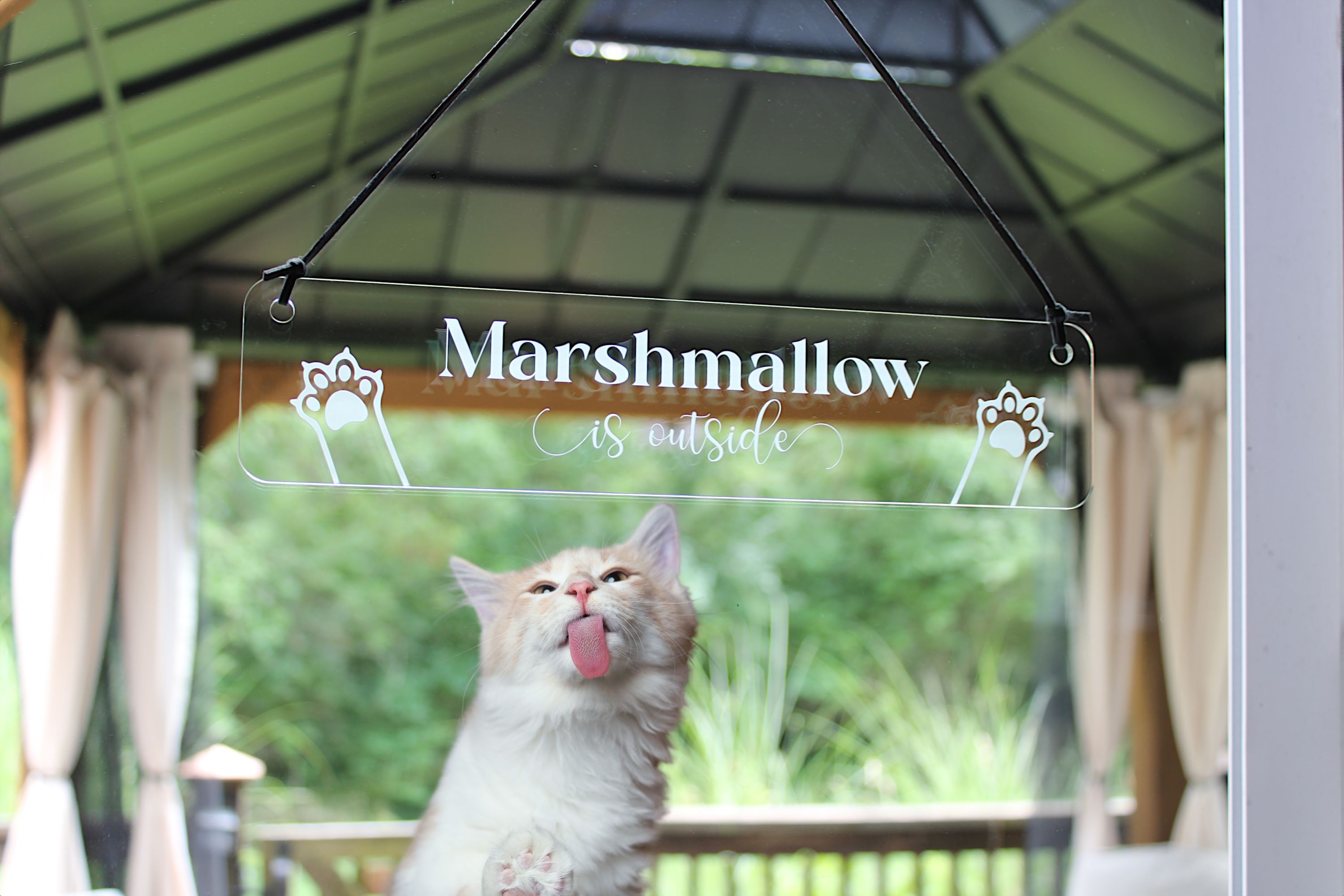 Home Living Home Decor Signs Cat is Outside Patio Door Sign Clear Acrylic Personalized