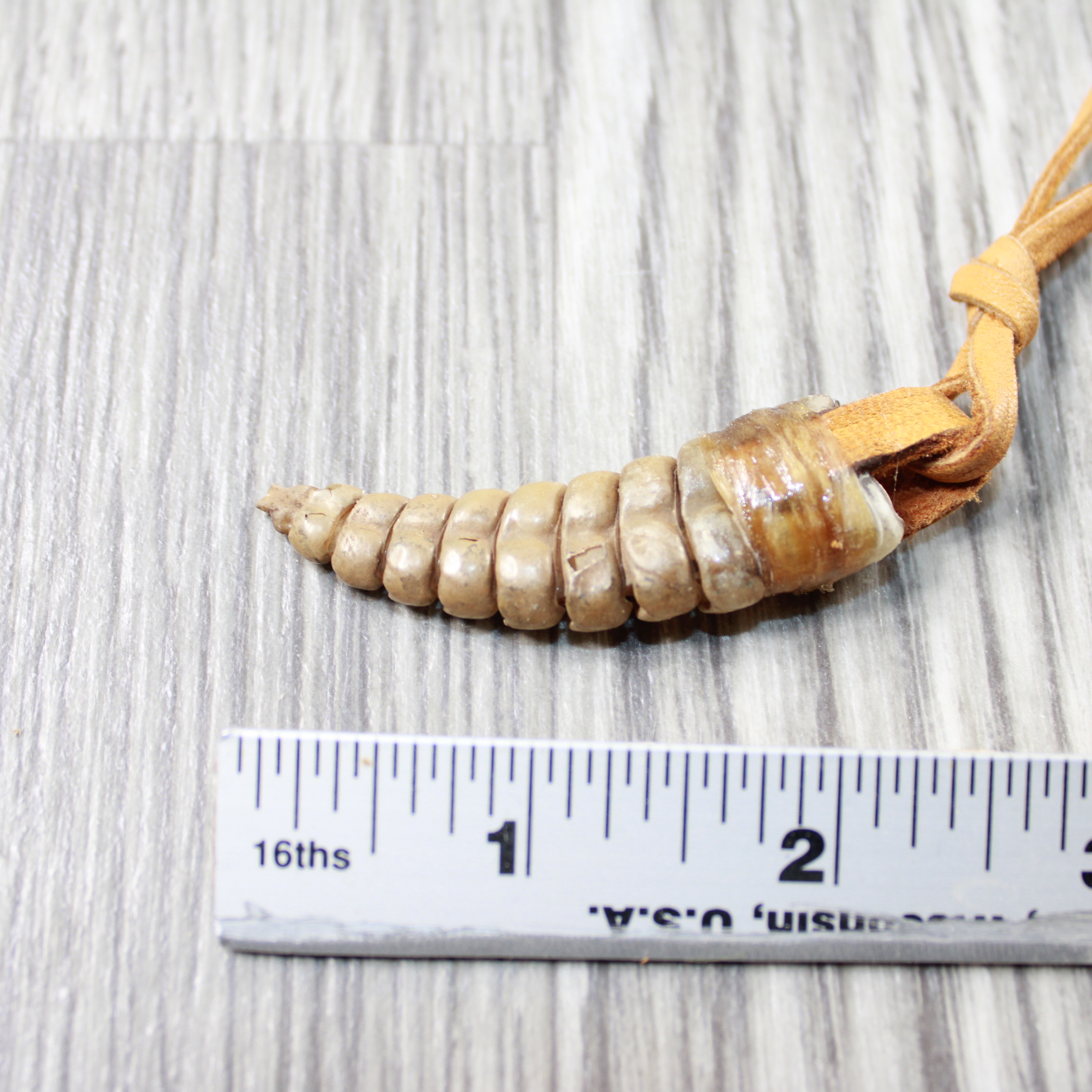 Jewelry Very Large Rattlesnake Rattle Necklace 6640 Mountain Man