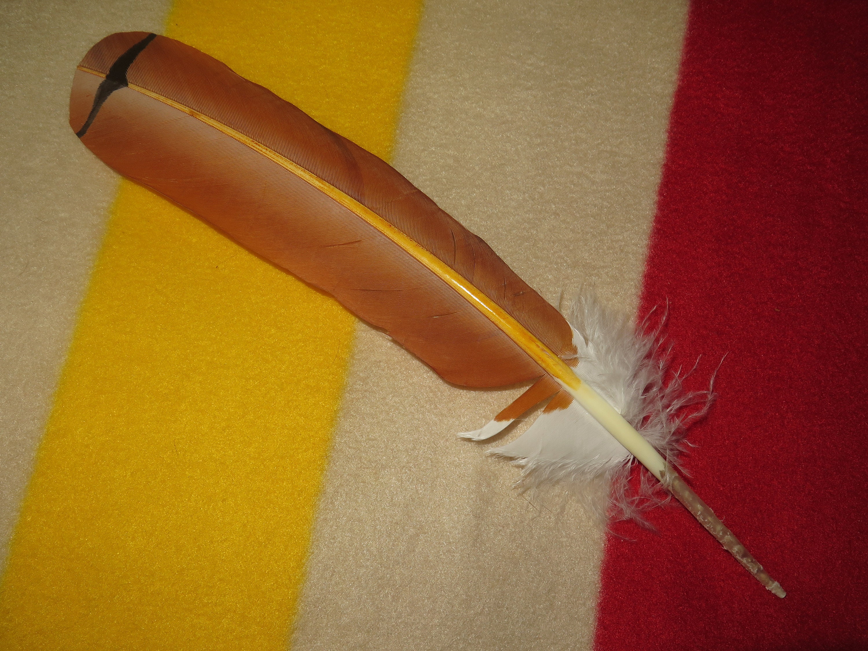 Products Without Category :: Native American Made Hawk Feathers Red 