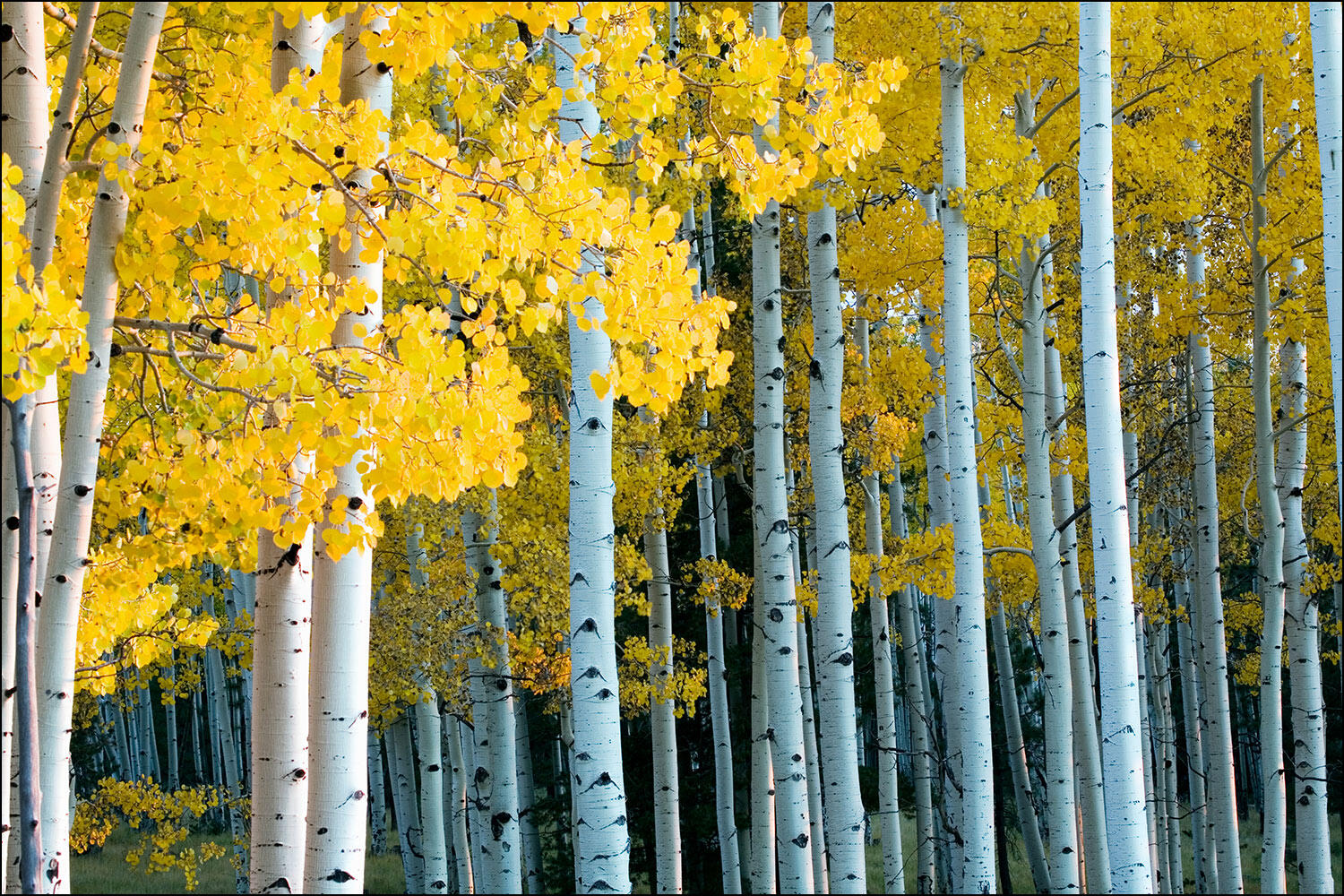 Photograph of Forest of Yellow Aspen Trees During Fall and the Changing