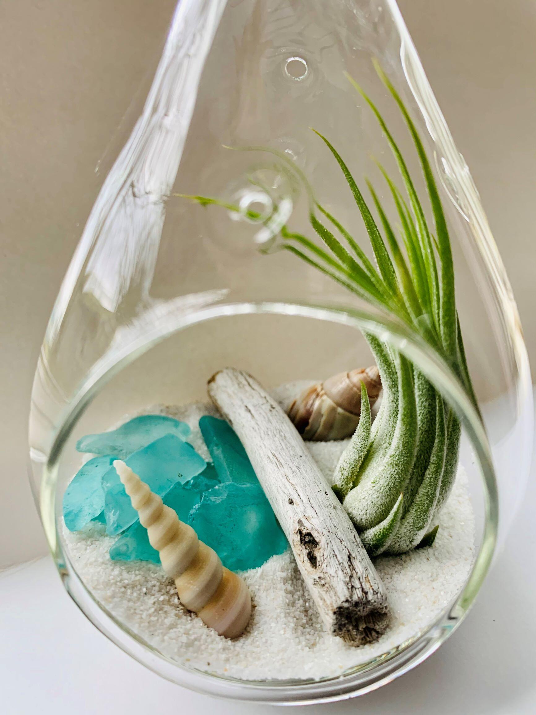 terrarium kit with beach glass
