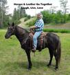 Horse Canyon Leather Horse Canyon Leather