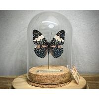 A real butterfly taxidermy specimen mounted in a vintage style glass dome with cork base and hand written specimen tag. A real butterfly taxidermy specimen mounted in a vintage style glass dome with cork base and hand written specimen tag.