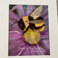 Bumblebee on a Flower, Matted
Medium: Digitally Hand Painted
Substrate: Professional Matte Paper
Print & Mat Only, Frame Not Included 
 Bumblebee on a Flower, Matted
Medium: Digitally Hand Painted
Substrate: Professional Matte Paper
Print & Mat Only, Frame Not Included