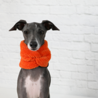 Image of a blue & white Italian Greyhound sitting down wearing a chunky orange Burrito Wrap Infinity Scarf.