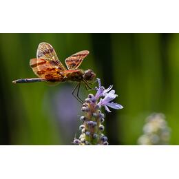 David HM Gray Photography