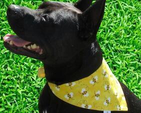 Black Bees on Bright Sunny Yellow are showcased in this bandana.  From little dogs that are x-small to the big doggos at x-large we have you covered.  Even better this bandana is adjustable and reversible!