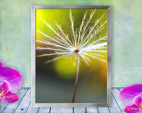 A single dandelion seed gets ready to fly in this peaceful, spiritual, photo with poem - New Soul by The Poetry of Nature