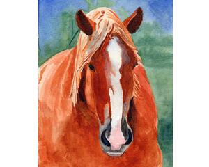 Watercolor painting of a chestnut draft horse. He has a white blaze running down to his pink, greying muzzle. He has kind eyes.