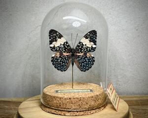 A real butterfly taxidermy specimen mounted in a vintage style glass dome with cork base and hand written specimen tag.