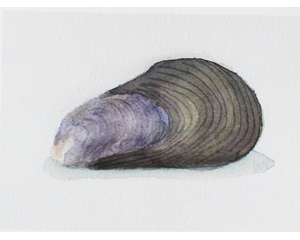 Art print of an Mussel seashell watercolor.  This interpretation painted in a minimal style on an off white background. Avail. in 2 sizes.
