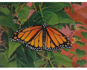 Monarch Butterfly