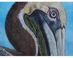 Pelican portrait