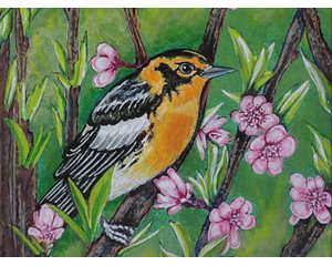 Blackburnian Warbler Bird Painting.