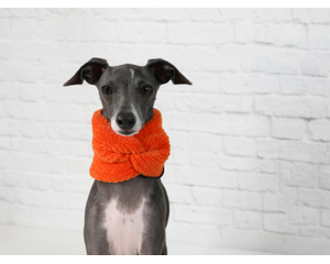 Image of a blue & white Italian Greyhound sitting down wearing a chunky orange Burrito Wrap Infinity Scarf.
