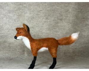 Red fox looking left, standing on all four black feet. Fox bushy tail, fox horse hair whiskers
