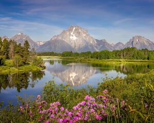 Oxbow Bend in Grand Teton National Park. Mount Moran rising above the snake river, showing a beautiful reflection in the water, with wildflowers in the foreground