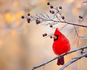 Beautiful red cardinal on frozen tree branch.