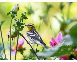 Giclee print of a female Blackburnian warbler perched on a flower stem in a dahlia garden that is available at Cove Creek Photography.