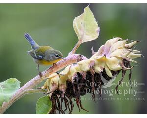 A giclee print of a colorful wood warbler perched on a fading sunflower and available at Cove Creek Photography as 5" x 7' and 8" x 10".