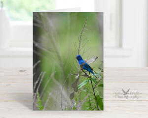 Fine photography of an indigo bunting in a field on a 5 x 7 blank note card available at Cove Creek Photography.