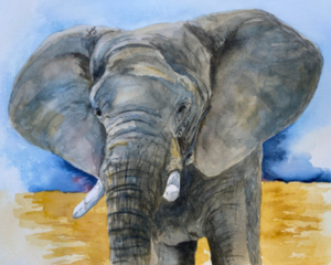 Watercolor painting of a grey African elephant in a field of golden grass and with a blue sky behind it.