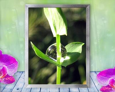 A tiny little clover holds a giant drop of dew, just like Atlas who held up the earth. Nature Photo with Poem - Clover Drop by The Poetry of Nature.